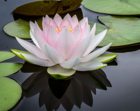 Lotusblüte_reiki_pfalz